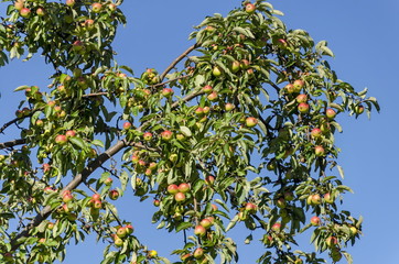 Fototapeta na wymiar Apple tree and fruits in garden, Sofia, Bulgaria 
