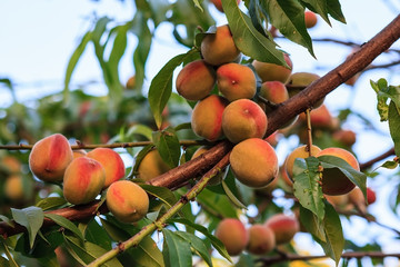 Ripe peaches on a tree close-up view