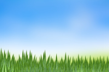 Fototapeta na wymiar sugarcane leaf Background blur of blue sky