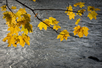 Ahornblätter am Fluss