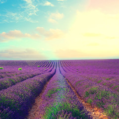 Fototapeta na wymiar Lavender flowers field rows with summer blue and pink sunset sky with shining sun, Provence, France retro toned