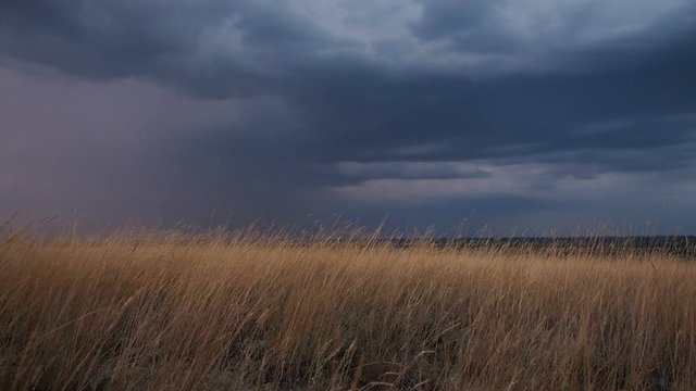Golden ears of grass swaying in the breeze at sunset. Heavy dark blue rain clouds on the horizon. It is going to be darker and rainy soon