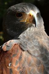 bird of prey