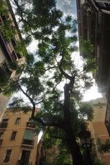 arbre dans les rues de Barcelone 