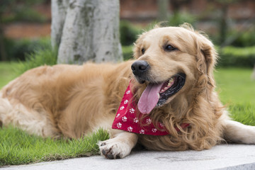 the golden retriever