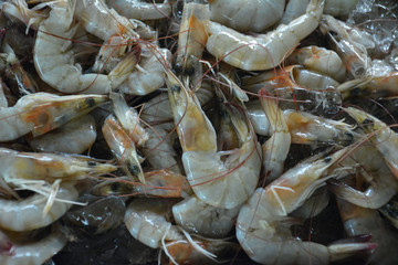 Fresh shrimp at the market for sell