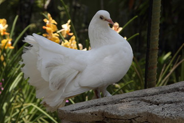 White Doves