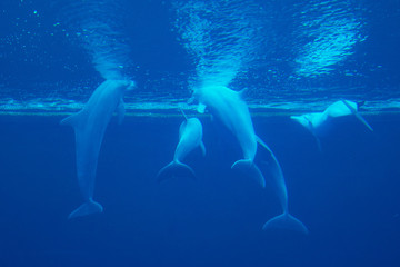 Fototapeta premium Delfini