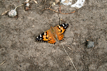 Colored butterfly on the ground.