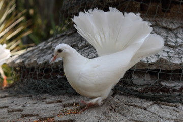 White Doves