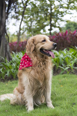 the golden retriever