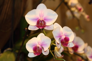 Naklejka na ściany i meble Exotic Orchids