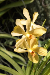 Fototapeta premium Exotic Orchids