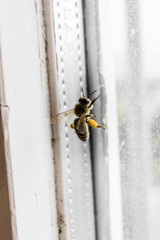 Bee with pollen at feet at a window