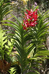 Fototapeta premium Exotic Orchids