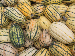 Harvest: Heap of US American Delicata Squash, peanut squash, Cucurbita pepo