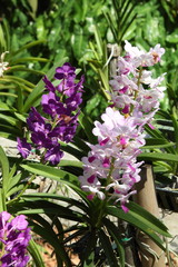 Exotic Orchids