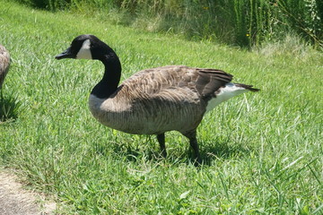 Goose in Virginia