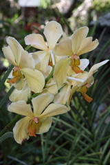 Obraz premium Exotic Orchids