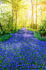 Naklejka premium Blooming flowers in Keukenhof park in Netherlands, Europe. 