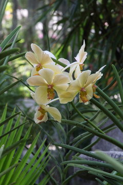Fototapeta Exotic Orchids