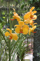Exotic Orchids