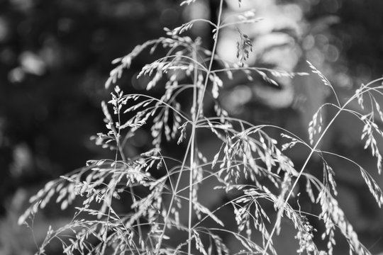 Closeup of grases and flowers from a meadow in black and white