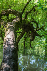Tree hanging in river in spring