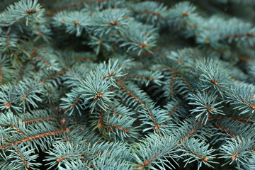blue spruce close