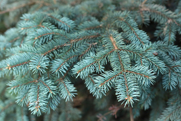 Naklejka na ściany i meble blue spruce