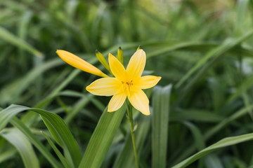 Yellow Flower in meadow