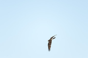 Female Northern Harrier banking into turn