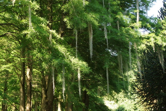 Bartflechte (Usnea barbata)