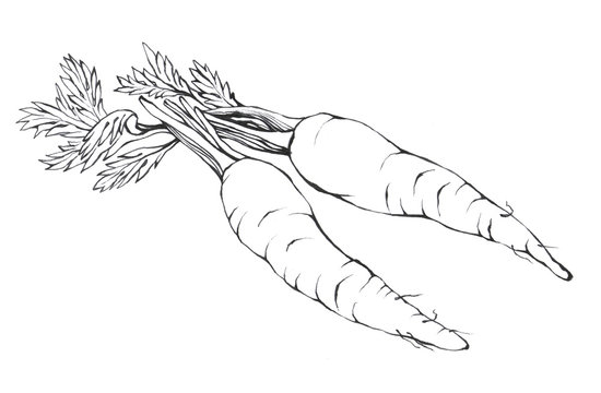 Carrots Clip Art Black And White