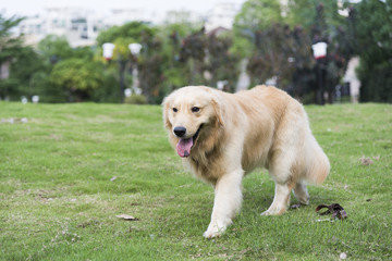 the golden retriever