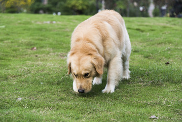 the golden retriever