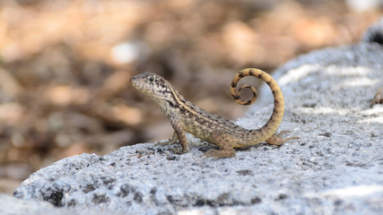 Posing Lizard 