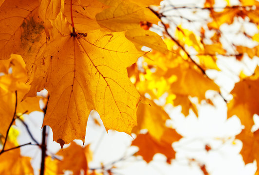 orange maple leaf hanging in colorful autumn park, retro toned