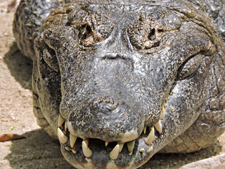 Fototapeta premium Jacaré