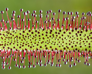 Sundew Closeup V
