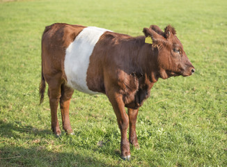 Fototapeta na wymiar Lakenvelder belted calf cow