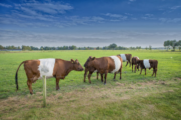 Fototapeta na wymiar Lakenvelder cow and calf