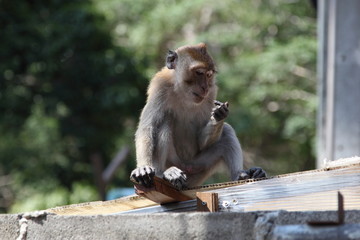 Obraz premium Monkey