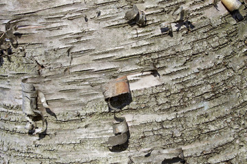 Isoalted photo of a bark of a tree