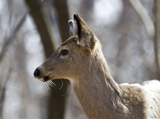 Fototapeta premium Beautiful isolated picture with a wild deer in the forest