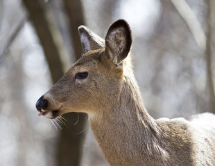 Beautiful isolated closeup of a wild deer in the forest