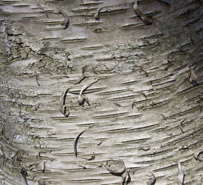 Beautiful pattern of bark of a tree