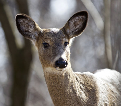 Beautiful isolated closeup of a funny wild deer in the forest