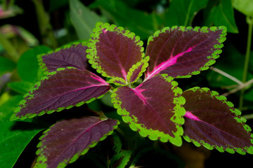 red coleus close up for background