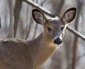 Beautiful isolated portrait of a cute wild deer in the forest